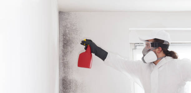 Best White Mold Remediation in Gainesville, VA