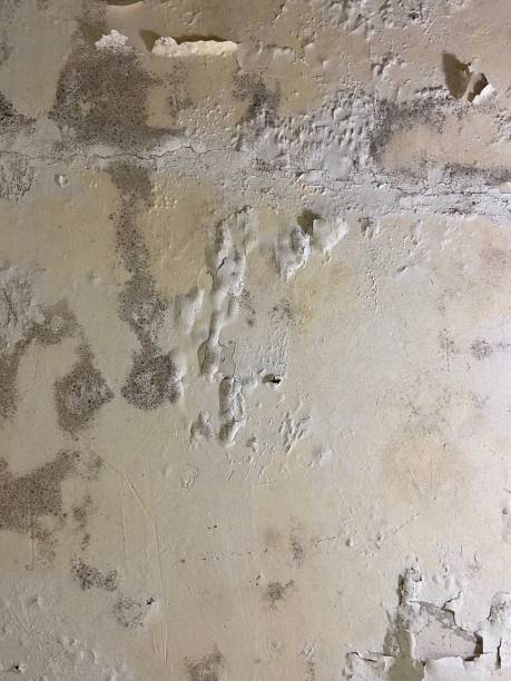 Best Post-Flood Mold Remediation in Gainesville, VA