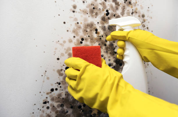 Best DIY Mold Remediation Support Services in Gainesville, VA
