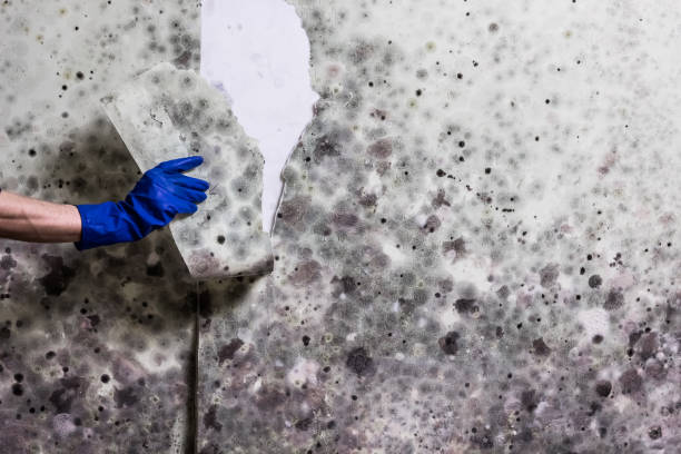 Best DIY Mold Remediation Support Services in Gainesville, VA