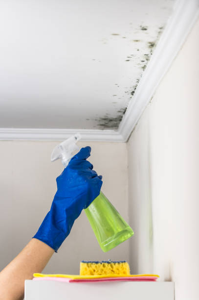 Gainesville, VA Mold Removal Pros